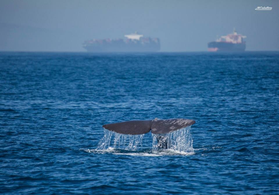 avistamiento ballenas tarifa